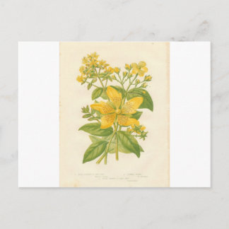 St. John's Wort, carte postale à fleurs botaniques