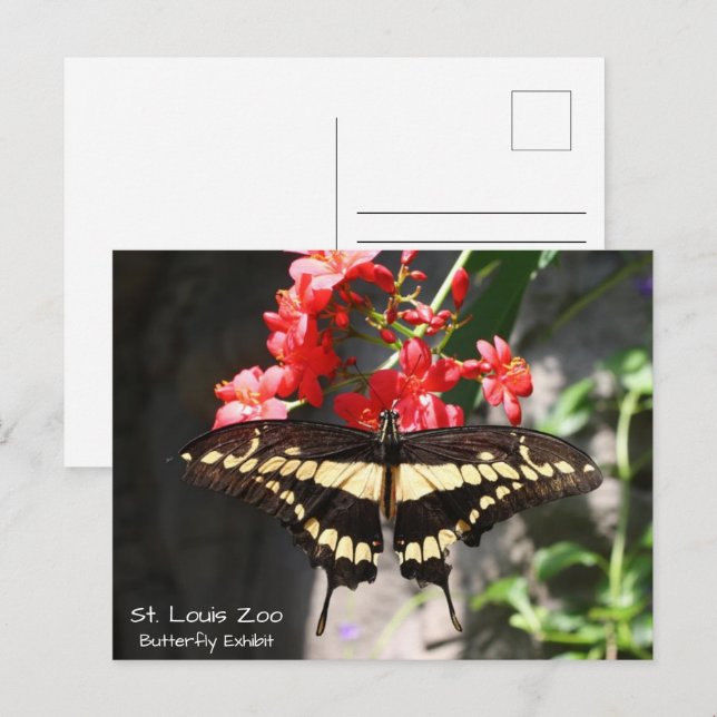 St. Louis Zoo Papillon jaune Carte postale (Devant / Derrière)