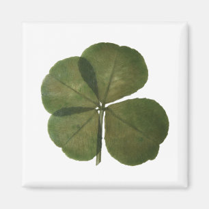 St Patrick Real 4 Leaf Clover Obtenez un aimant Lu