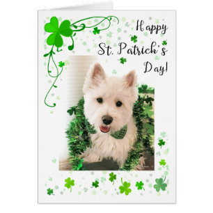 St. Patrick's Day West Highland Terrier