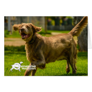 Stackhouse de sourire