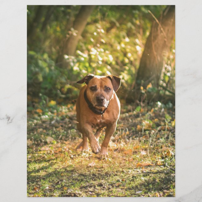 Staffordshire bull terrier (Devant)