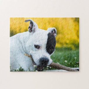 Staffordshire Bull Terrier Chien Jigsaw Puzzle Puz