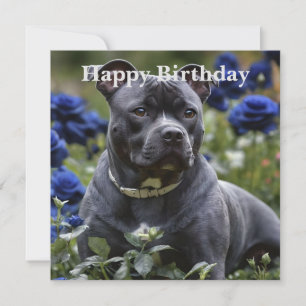 Staffordshire Bull Terrier Dans Blue Rose Garden,