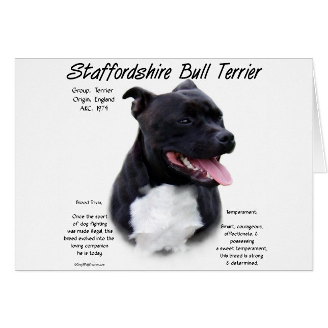 Staffordshire Bull Terrier Histoire (Devant horizontal)