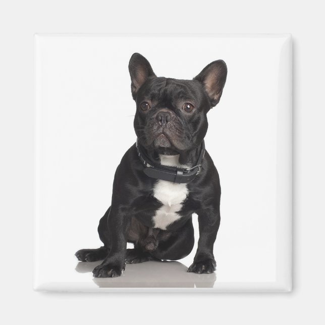 Staffordshire Bull Terrier Magnet (Devant)