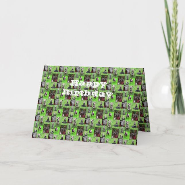 Staffordshire Bull Terriers, carte d'anniversaire (Devant)