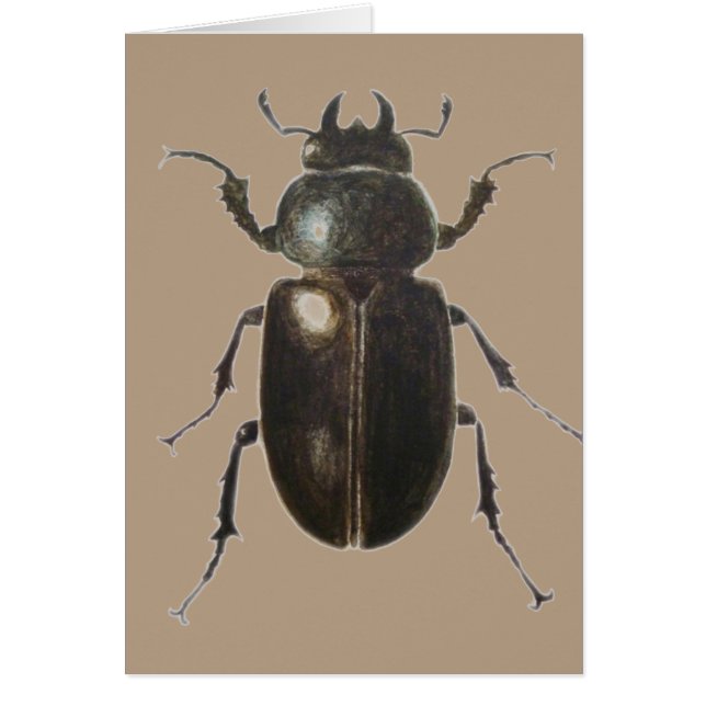 Stag Beetle 2011 (Devant)