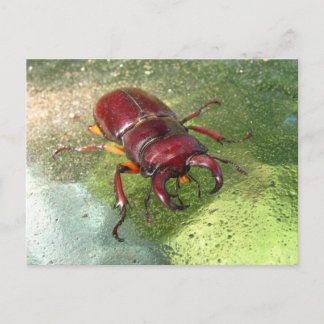 Stag Beetle ~ carte postale