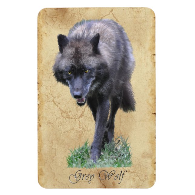 Stalking Grey Wolf Faune Art Flexi Magnet (Vertical)