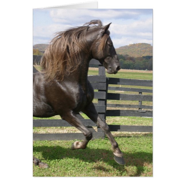 Stallion des Rocheuses (Devant)