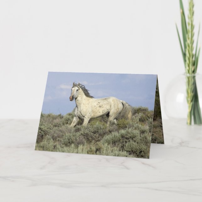 Stallion Gris vient Down Hill Horse Carte de voeux (Devant)