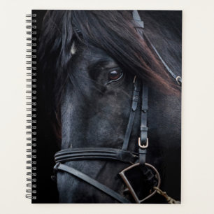 Stallion noir