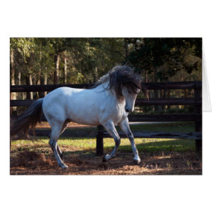Stallion Strut