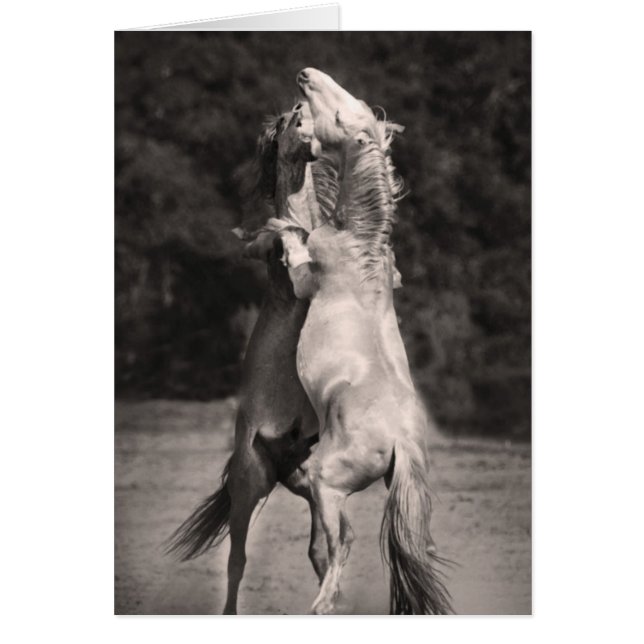 Stallions dansants (Devant)