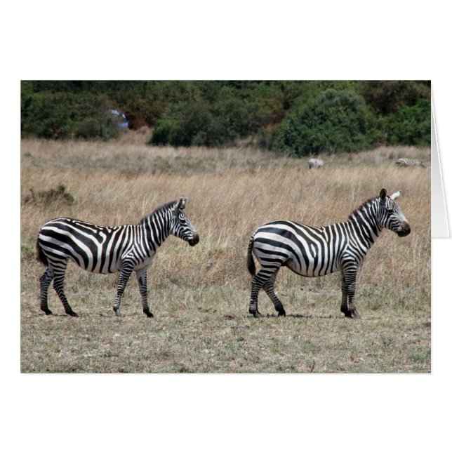 stand zèbre (Devant horizontal)