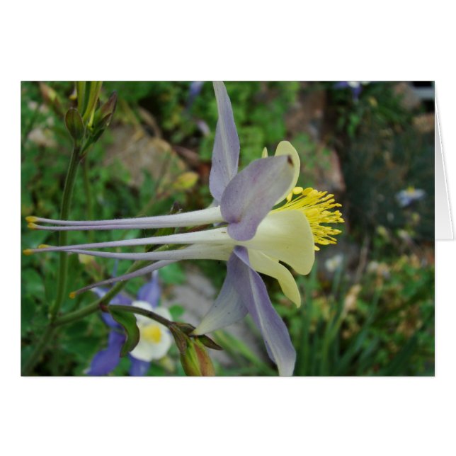 stanza di vedere (Devant horizontal)