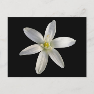 Star de Bethléem ~ carte postale
