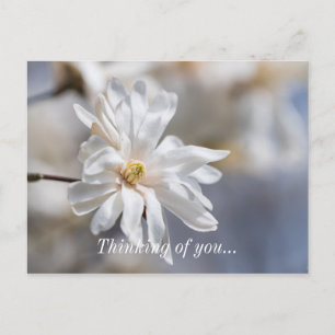 Star Magnolia Bloom Penser À Vous Carte Postale