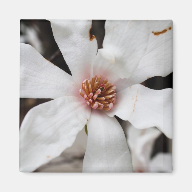 Star Magnolia Closeup Magnet (Devant)