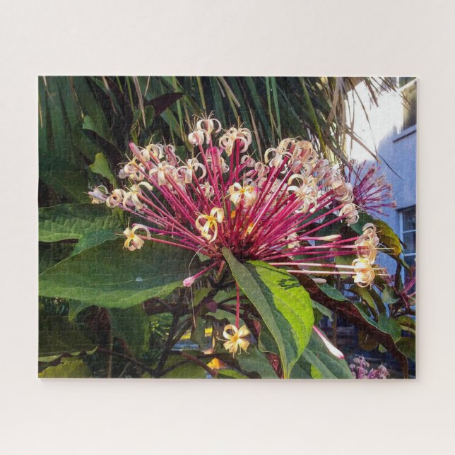 Starburst Clerodendrum Fleurs Puzzle (Horizontal)