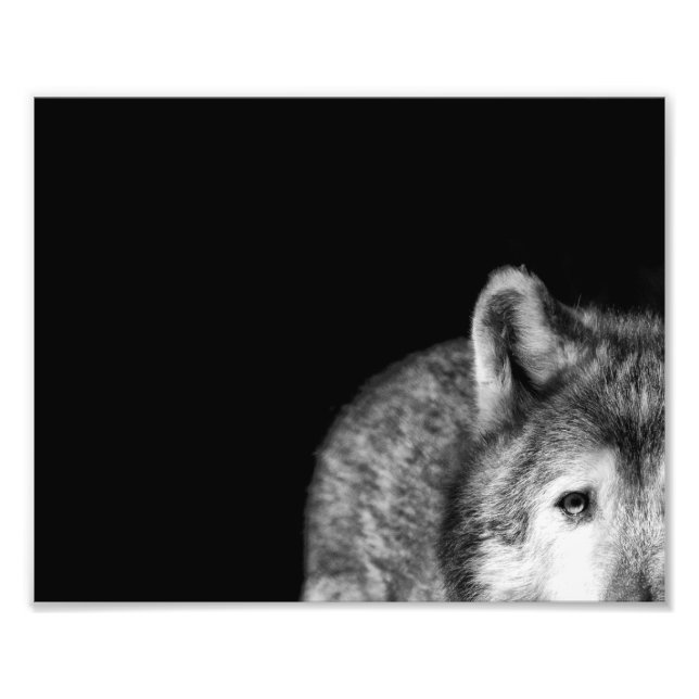 Stare de loup gris - Photo noir et blanc (Devant)