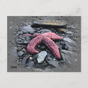 Starfish - Carte postale