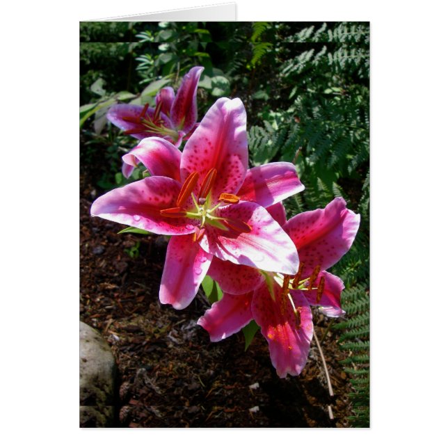 Stargazer Lilies (Devant)