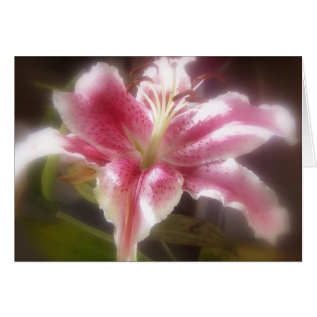 Stargazer Lilies #14 (Devant horizontal)