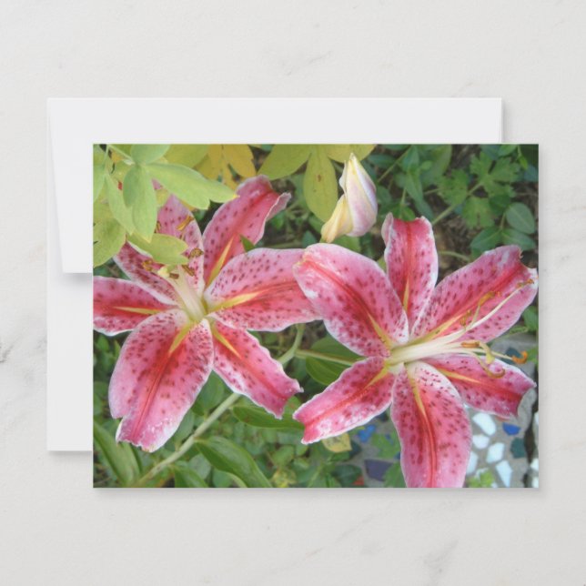 Stargazer Lilies Jardin Floral (Devant)