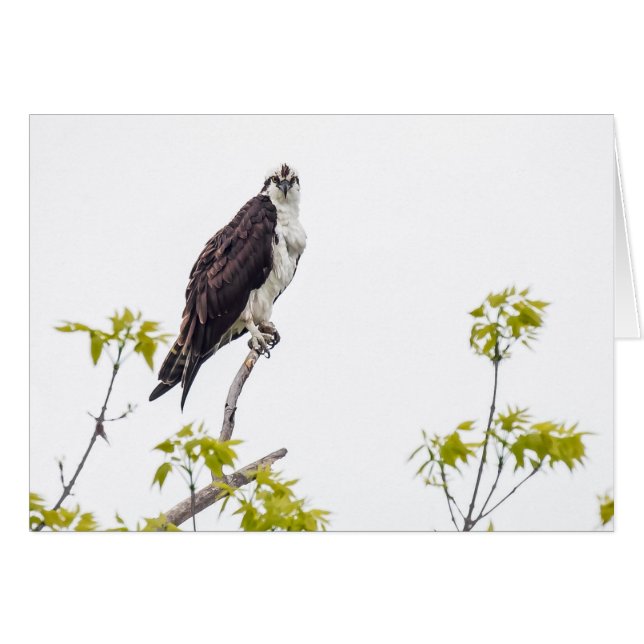Staring Osprey (Devant horizontal)