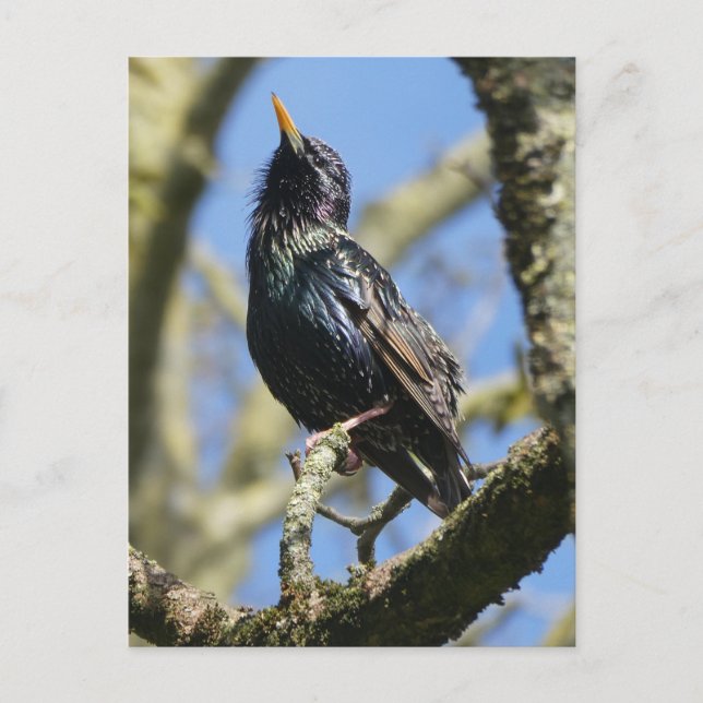 Starling dans la carte postale Sun do-it-yourself (Devant)