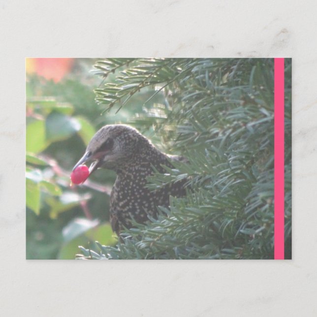 Starling dans Yew-Tree do-it-yourself carte postal (Devant)