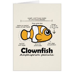 Statistiques de Clownfish