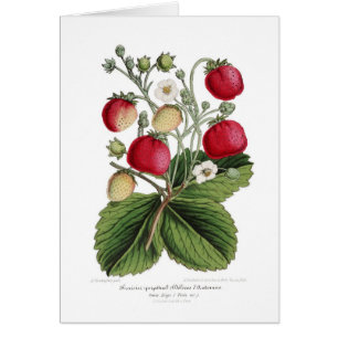 Stawberry