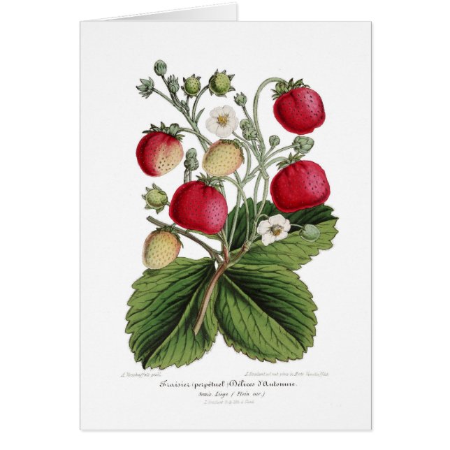 Stawberry (Devant)