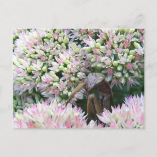 Stealthy Mantis ~ carte postale