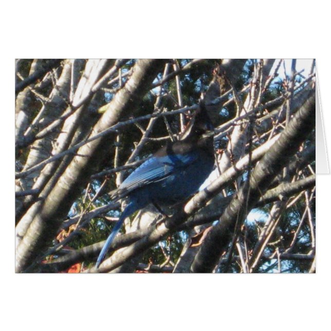 Stellars Jay (Devant Horizontal)