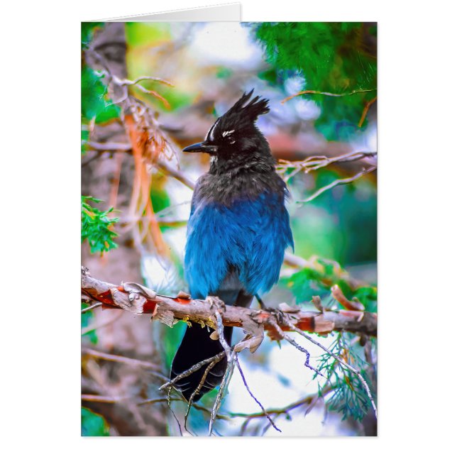 Steller's Jay - Photographie originale (Devant)