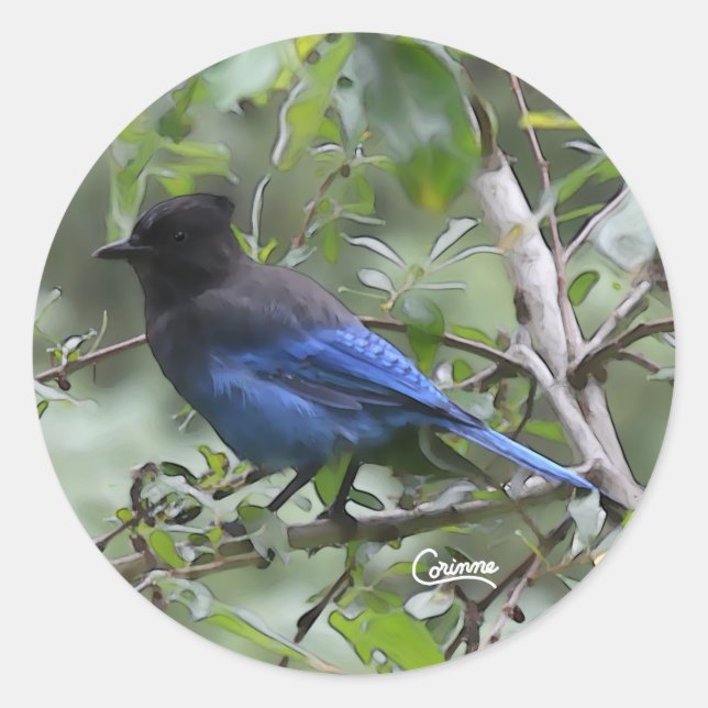 Steller's Jay - Stickers Envelope (Devant)