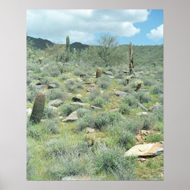 Stepping Stones Sonoran Desert Poster Art Prints (Devant)