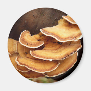 Stereum Hirsutum Musroom Magnet