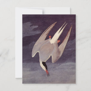 Sterne arctique par John James Audubon, Oiseaux Vi