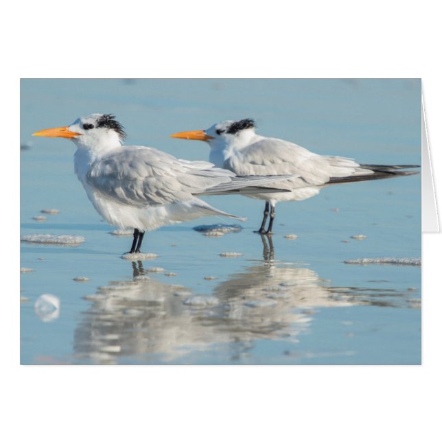 Sternes royales sur la plage (Devant horizontal)