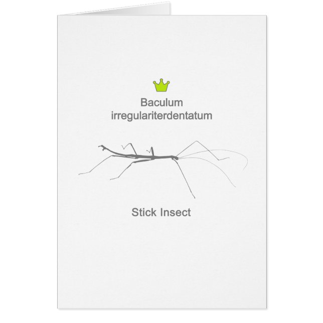 Stick Insect g5 (Devant)