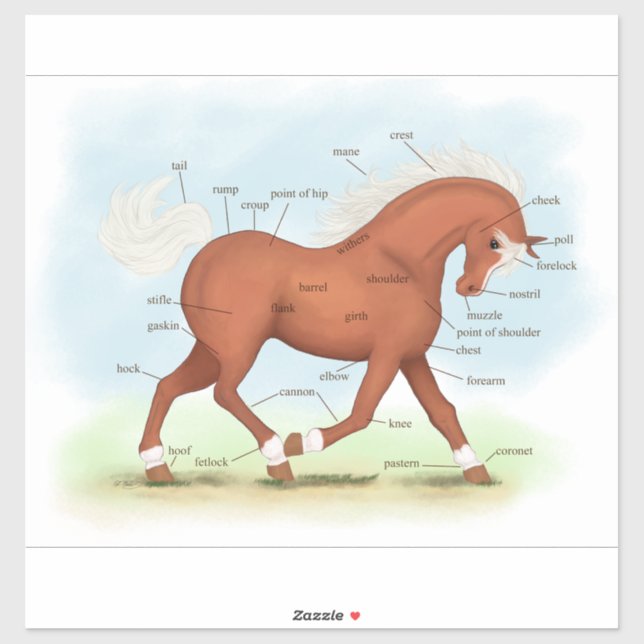 Sticker à anatomie équine Sorrel Horse ou Pony (Feuille)