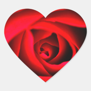 Sticker à fleurs de rose rouge