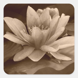 Sticker à nénuphars