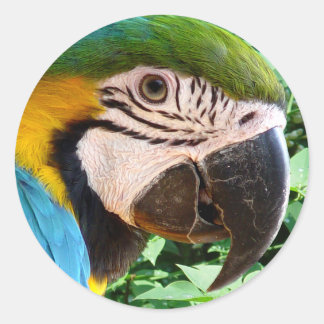 Sticker à perroquet bleu Macaw