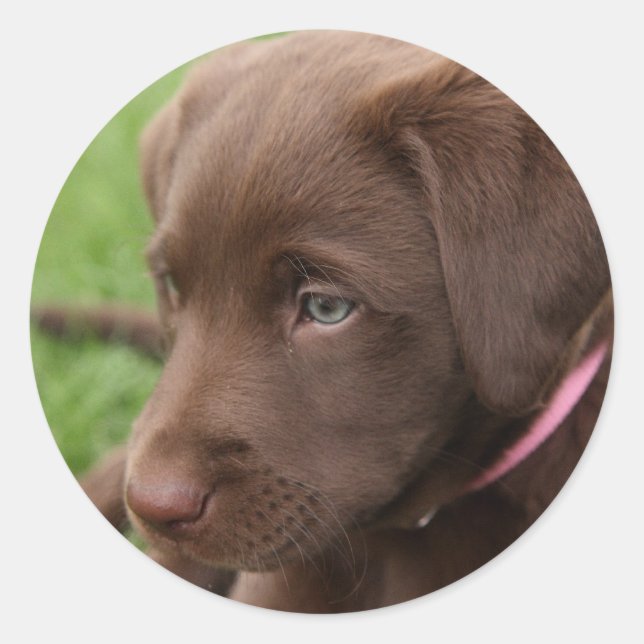 Sticker à pression du laboratoire de chocolat (Devant)